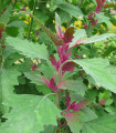 Špenát stromový - Chenopodium giganteum - semena špenátu - 300 ks