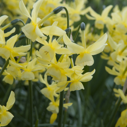 Narcis Hawera - Narcissus - cibule narcisu - 3 ks
