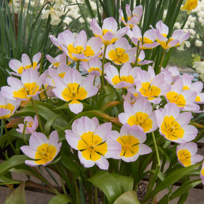Tulipán Bakerii Lilac Wonder - Tulipán saxatilis - cibule tulipánu - 3 ks