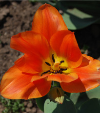 Tulipán Orange Brilliant - Tulipa - cibule tulipánu - 3 ks