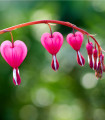 Srdcovka - Dicentra spectabilis - cibuloviny - 1 ks