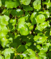 Portulák zimní - Batolka prorostlá - Claytonia perfoliata - semena batolky - 100 ks