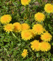 Pampeliška - Smetánka lékařská - Taraxacum officinale - semena smetánky - 400 ks