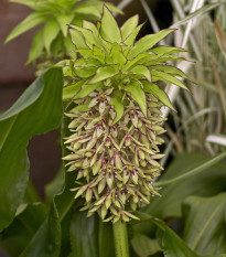 Chocholatice dvoubarevná - Eucomis bicolor - cibule chocholatice - 1 ks