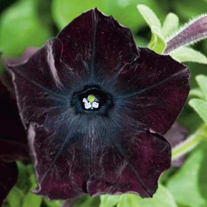 Petúnie Sophistica Blackberry F1 - Petunia nana compacta - semena petúnie - 15 ks