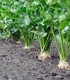 BIO Celer bulvový Monarch - Apium graveolens - bio semena celeru - 20 ks