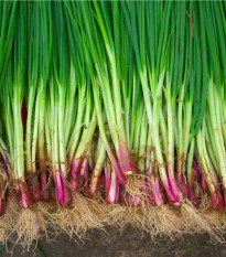 Cibule sečka Welsh červená - Allium fistulosum L. - semena cibule - 400 ks