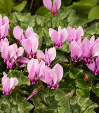 Brambořík břečťanolistý - Cyclamen hederifolium - hlízy bramboříku - 1 ks