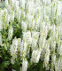 Šalvěj Victoria White - Salvia farinacea - semena šalvěje - 12 ks