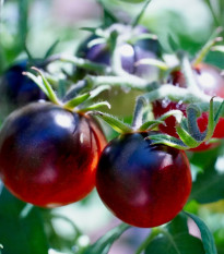 Rajče Black Cherry - Solanum lycopersicum - semena rajčete - 6 ks