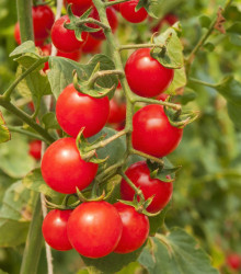 Rajčátka cherry červená - Lycopersicon lycopersicum - semena rajčete - 6 ks