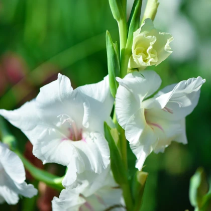 Gladiol White Prosperity bílý - Gladiolus - hlízy mečíku - 3 ks