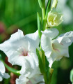 Gladiol White Prosperity bílý - Gladiolus - hlízy mečíku - 3 ks