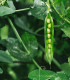 BIO Hrách dřeňový Malý Rheinland - Pisum sativa - bio semena hrachu - 45 ks