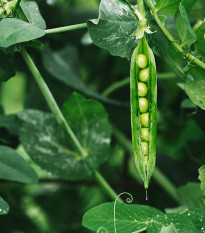 BIO Hrách dřeňový Malý Rheinland - Pisum sativa - bio semena hrachu - 45 ks