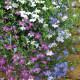 Lobelka převislá kaskádovitá - Lobelia erinus pendula - semena lobelky - 500 ks