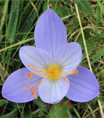 Krokus Speciosus - Crocus speciosus - hlízy krokusu - 3 ks