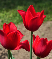Tulipán Kingsblood - Tulipa - cibule tulipánu - 3 ks