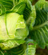 BIO Zelí bílé Filderkraut - Brassica oleracea - bio semena zelí - 50 ks