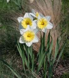 Narcis Ice Follies - Narcissus L. - cibule narcisu - 3 ks