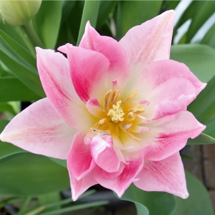 Tulipán Peach Blossom - Tulipa - cibule tulipánu - 3 ks