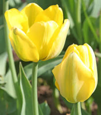 Tulipán Golden Apeldoorn - Tulipa - cibule tulipánu - 3 ks