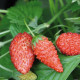 Jahodník lesní Tubby Red - Fragaria vesca - semena jahodníku - 15 ks
