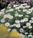 Kopretina balkonová Snowland - Chrysanthemum paludosum - semena kopretiny - 50 ks