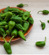 Chilli Pimientos De Padron - Capsicum annuum - semena chilli - 7 ks