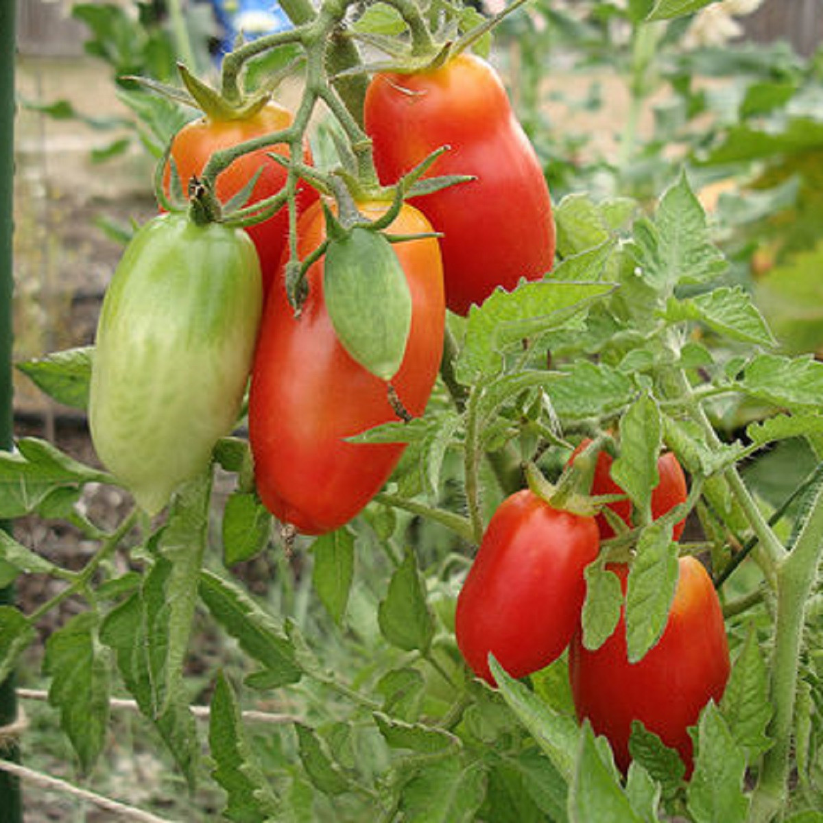 BIO Rajče San Marzano - Solanum lycopersicum - bio semena rajčete - 7 ks