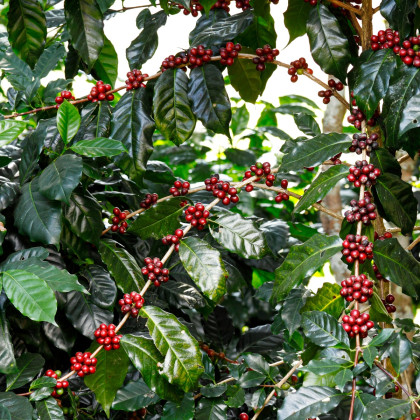 Kávovník arabský Himalaya - Coffea arabica - semena kávovníku - 5 ks