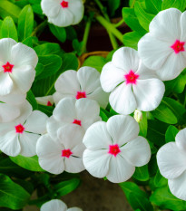 Barvínek Polka F1 - Catharanthus - semena barvínku - 30 ks