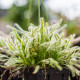 Rosnatka kapská nízká White flower - Drosera Capensis - semena rosnatky - 15 ks