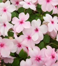 Netýkavka růžová Accent F1 - Impatiens walleriana - semena netýkavky - 15 ks