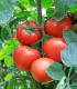 Rajče Tornado F1 - Solanum lycopersicum - semena rajčete - 20 ks