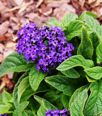 Otočník stromovitý Marine - Heliotropium arborescens - semena otočníku - 40 ks