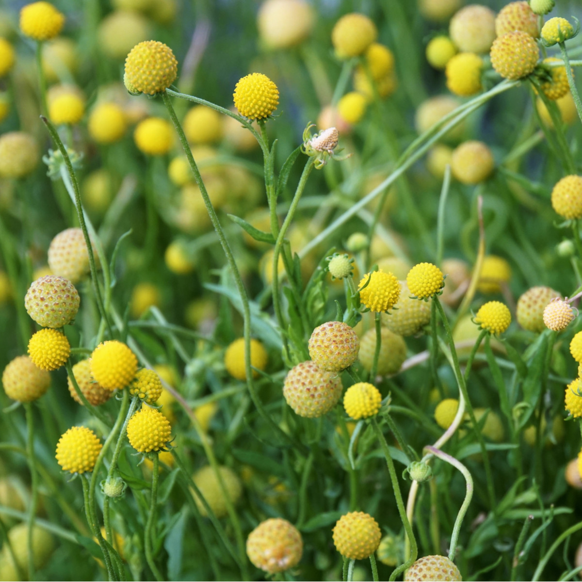 Jahodová tráva - Záplevák vonný - Cephalophora aromatica - semena jahodové trávy - 10 ks