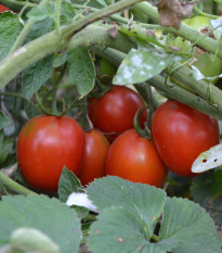 Rajče Mini - Solanum lycoeprsicum - semena rajčete - 20 ks