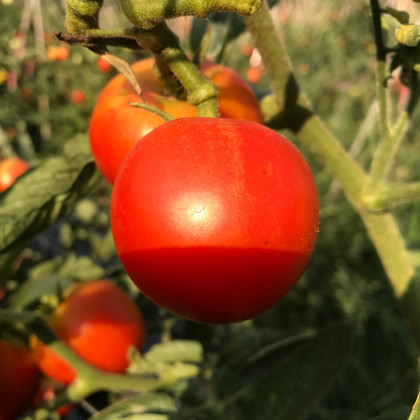 Rajče Harzfeuer F1 - Solanum lycopersicum - semena rajčete - 6 ks