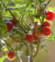 Rajče Tiny Tim - Solanum lycopersicum - semena rajčete - 7 ks