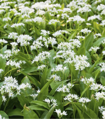 Česnek medvědí - Allium ursinum - cibule medvědího česneku - 3 ks