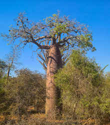 Baobab Fony - Adansonia fony - semena - 2 ks