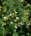 BIO Stévie sladká - Stevia rebaudiana - bio semena stévie - 12 ks