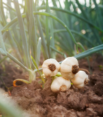 Sadbový česnek Dukát - Allium sativum - paličák - cibule česneku - 1 balení