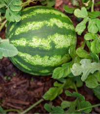 Meloun vodní Primaorange F1 - Citrullus lanatus - semena melounu - 7 ks