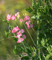 Hrachor vonný královský lososově růžový - Lathyrus odoratus - semena hrachoru - 20 ks