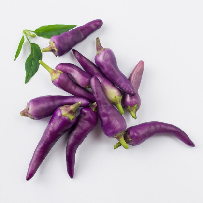 Chilli fialové Jalapeno - Capsicum annuum - semena chilli - 6 ks