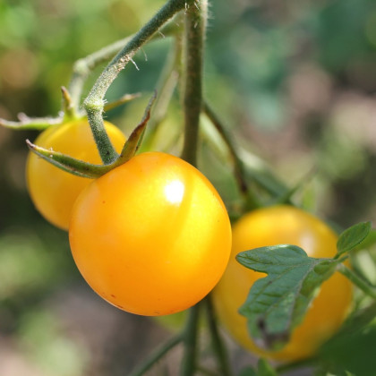 Rajče Goldkrone - Solanum lycopersicum - semena rajčete - 10 ks