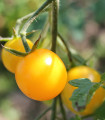 Rajče Goldkrone - Solanum lycopersicum - semena rajčete - 10 ks