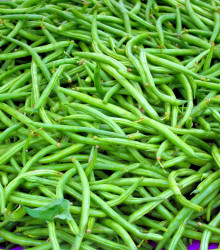 Fazole Neckarkönigin - Phaseolus vulgaris - semena fazole - 30 ks